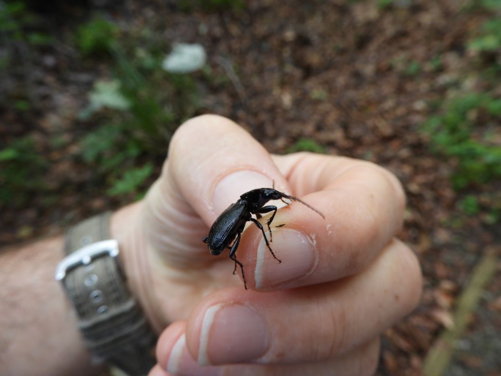 Carabidae della plaude di Coma Corso: Pterostichus fasciatopunctatus (cfr.)